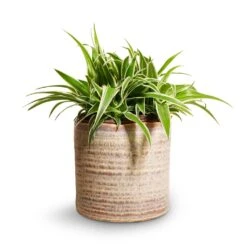 Chlorophytum Ocean - Spider Plant -Indoor Plants Store Chlorophytum Ocean Spider Plant 15x25cm Hera Plant Pot Ivory 17x16cm 0127c8a0 5ca1 4f6d bc48 dd16dac6c0ac