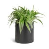 Chlorophytum Ocean - Spider Plant -Indoor Plants Store Chlorophytum Ocean Spider Plant 15x25cm Puk Natural Planter Matt Black 20x20cm 1 5ac46bf5 141b 4b3a a773 93344157b9d4