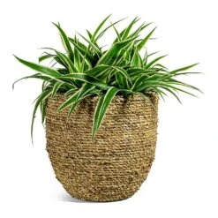 Chlorophytum Ocean - Spider Plant -Indoor Plants Store Chlorophytum Ocean Spider Plant Cody Plant Pot Straw Grass