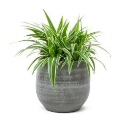 Chlorophytum Ocean - Spider Plant -Indoor Plants Store Chlorophytum Ocean Spider Plant Esra Plant Pot Mystic Grey
