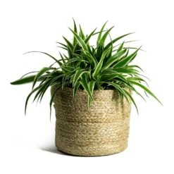 Chlorophytum Ocean - Spider Plant -Indoor Plants Store Chlorophytum Ocean Spider Plant Maartje Plant Baskets Set of 5 Jute