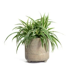Chlorophytum Ocean - Spider Plant -Indoor Plants Store Chlorophytum Ocean Spider Plant Nola Plant Pot Shiny Earth e64beb8b 54a0 4763 8e2c 8ff9a05ff0fa