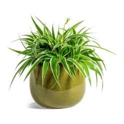 Chlorophytum Ocean - Spider Plant -Indoor Plants Store Chlorophytum Ocean Spider Plant odile moss plant pot 19cm