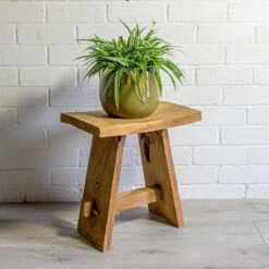 Chlorophytum Ocean - Spider Plant -Indoor Plants Store Chlorophytum Ocean Spider Plant odile moss plant pot natural 556d5ded ba29 4954 aac9 69cf85198702