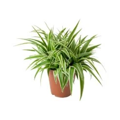 Chlorophytum Ocean - Spider Plant -Indoor Plants Store Chlorophytum Ocean Spider Plant ad5b87b5 b3ad 4a3d 8d8b 6991cea73bff