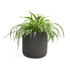 Chlorophytum Variegatum - Spider Plant -Indoor Plants Store Chlorophytum Variegatum Spider Plant 19x60cm Charlie Plant Pot Black Washed 25x24cm 2