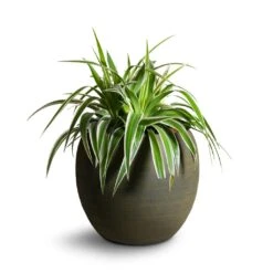 Chlorophytum Variegatum - Spider Plant -Indoor Plants Store Chlorophytum Variegatum Spider Plant 19x60cm Dex Plant Pot Forrest 28x25cm