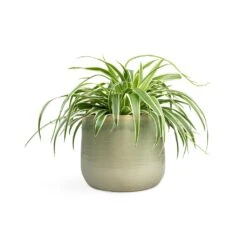 Chlorophytum Variegatum - Spider Plant -Indoor Plants Store Chlorophytum Variegatum Spider Plant 19x60cm Iris Plant Pot Mint 26x21cm