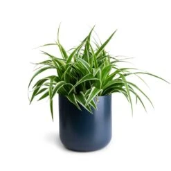 Chlorophytum Variegatum - Spider Plant -Indoor Plants Store Chlorophytum Variegatum Spider Plant 19x60cm Lisbon Plant Pot Navy 21x21cm