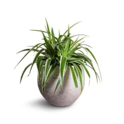 Mini Orb Kevan Plant Pot - Grey Washed 28 Mini Orb Kevan Plant Pot - Grey Washed -Indoor Plants Store Chlorophytum Variegatum Spider Plant 19x60cm Mini Orb Kevan Plant Pot Grey Washed 25x21cm b3ebf995 559f 4d7d 976b c5e46c2dae71