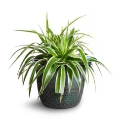 Chlorophytum Variegatum - Spider Plant -Indoor Plants Store Chlorophytum Variegatum Spider Plant 19x60cm Nelis Plant Basket Green 23x20cm