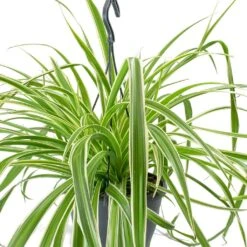 Chlorophytum Variegatum - Spider Plant -Indoor Plants Store Chlorophytum Variegatum Spider Plant Leaves