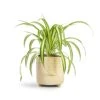 Chlorophytum Vittatum - Spider Plant -Indoor Plants Store Chlorophytum Vittatum Spider Plant 12x35cm Bilbao Plant Pot Pale Jade 14x14cm