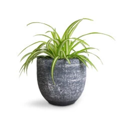 Chlorophytum Vittatum - Spider Plant 15 Chlorophytum Vittatum - Spider Plant -Indoor Plants Store Chlorophytum Vittatum Spider Plant 12x35cm Cas Plant Pot Anthracite 15x13cm f6d5a86b 78df 49d7 8422 877c8d2d7990