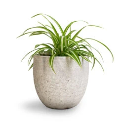 Chlorophytum Vittatum - Spider Plant 13 Chlorophytum Vittatum - Spider Plant -Indoor Plants Store Chlorophytum Vittatum Spider Plant 12x35cm Cas Plant Pot Cool Grey 17x15cm