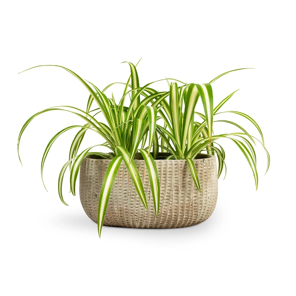Chlorophytum Vittatum - Spider Plant 10 Chlorophytum Vittatum - Spider Plant - Image 8