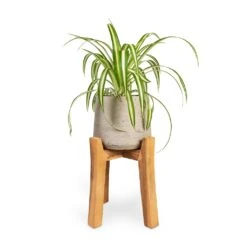 Chlorophytum Vittatum - Spider Plant 17 Chlorophytum Vittatum - Spider Plant -Indoor Plants Store Chlorophytum Vittatum Spider Plant 12x35cm Patt Plant Pot Tall Stand Grey Washed 23x34cm