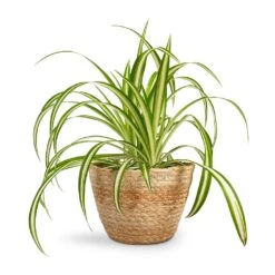 Chlorophytum Vittatum - Spider Plant 16 Chlorophytum Vittatum - Spider Plant -Indoor Plants Store Chlorophytum Vittatum Spider Plant 12x35cm Selin Plant Basket Jute 15x12cm 55c3b876 8b68 4f5a 8ae9 b581ca36259b