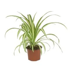 Chlorophytum Vittatum - Spider Plant 14 Chlorophytum Vittatum - Spider Plant -Indoor Plants Store Chlorophytum Vittatum Spider Plant