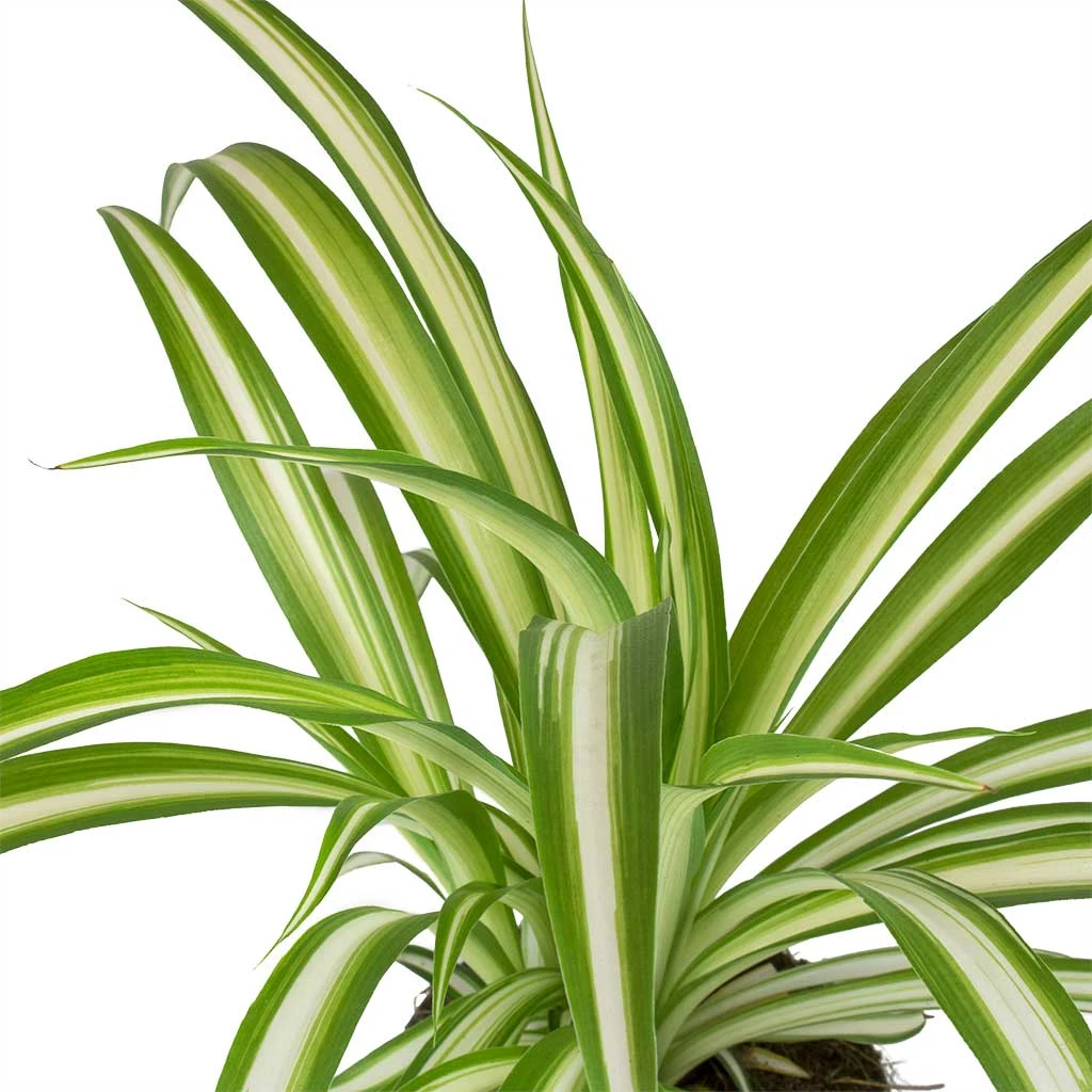 Chlorophytum Vittatum - Spider Plant 4 Chlorophytum Vittatum - Spider Plant - Image 2