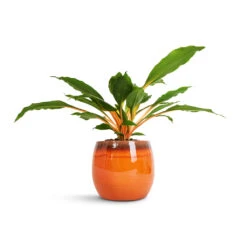 Charlotte Plant Pot - Orange -Indoor Plants Store Chlorophytum orchidastrum Green Orange 12x40cm Charlotte Plant Pot Orange 19x16cm 2600c6c4 a7f5 406a 878e 86c867f424c5