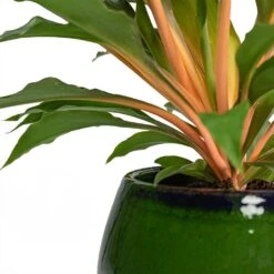Charlotte Plant Pot - Green -Indoor Plants Store Chlorophytum orchidastrum Green Orange Charlotte Plant Pot Green Close Up b4dec2a6 a684 4c30 a3d3 5399f22897aa