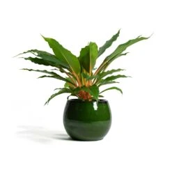 Charlotte Plant Pot - Green -Indoor Plants Store Chlorophytum orchidastrum Green Orange Charlotte Plant Pot Green f13d40ff 6a85 4acc 856f af6e20ea8cad