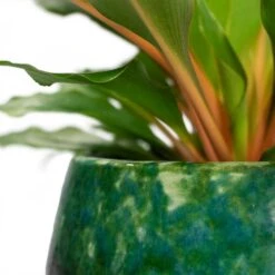 Lindy Plant Pot - Black Green -Indoor Plants Store Chlorophytum orchidastrum Green Orange Lindy Plant Pot Black Green Close Up