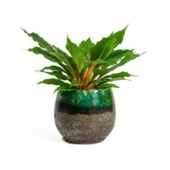 Chlorophytum Orchidastrum Green Orange -Indoor Plants Store Chlorophytum orchidastrum Green Orange Lindy Plant Pot Black Green 7821f6fe 912f 4c5d 9f87 c71304e81003