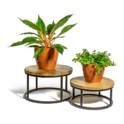 Chlorophytum Orchidastrum Green Orange -Indoor Plants Store Chlorophytum orchidastrum Green Orange Peperomia rotundifolia Trailing Jade Plant sven mandarin plant pot