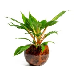 Kae Plant Pot - Cayenne -Indoor Plants Store Chlorophytum orchidastrum Green Orange kae cayenne plant pot 281b7ea6 dc39 4dee 8449 b8c669f971e2