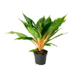 Chlorophytum Orchidastrum Green Orange -Indoor Plants Store Chlorophytum orchidastrum Green Orange e505db88 cfc5 4fd0 990a 31bb793153ae