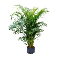 Chrysalidocarpus - Areca Palm - HydroCare -Indoor Plants Store Chrysalidocarpus Areca Palm Hydroculture 28 19x160cm