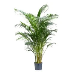 Chrysalidocarpus - Areca Palm - HydroCare -Indoor Plants Store Chrysalidocarpus Areca Palm Hydroculture Indoor Plant Large