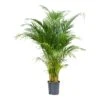 Chrysalidocarpus - Areca Palm - HydroCare 2 Chrysalidocarpus - Areca Palm - HydroCare -Indoor Plants Store Chrysalidocarpus Areca Palm Hydroculture Indoor Plant Medium