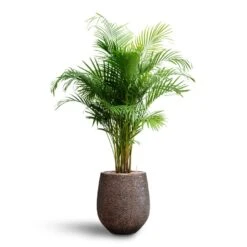 Opus Hit Darcy Planter - Gold 39 Opus Hit Darcy Planter - Gold -Indoor Plants Store Chrysalidocarpus Areca Palm Hydroculture Opus Hit Darcy Planter Gold ff4a3634 739e 4316 8fb6 f3f2c3137a40