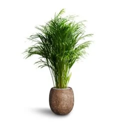 Polystone Coated Plain Balloon Planter - Rock 14 Polystone Coated Plain Balloon Planter - Rock -Indoor Plants Store Chrysalidocarpus Areca Palm Hydroculture Polystone Coated Plain Balloon Planter Rock 70e78fc5 64ed 42a6 b893 ea285b2a03b7