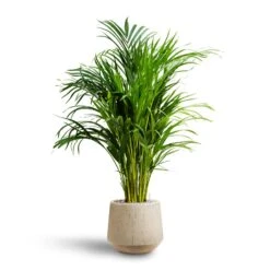 Chrysalidocarpus - Areca Palm - HydroCare -Indoor Plants Store Chrysalidocarpus Areca Palm Hydroculture Raindrop Egg Planter Stone
