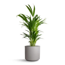 Chrysalidocarpus Lutescens - Areca Palm -Indoor Plants Store Chrysalidocarpus Lutescens Areca Palm 17x70cm Leon Plant Pot Cement 20.5x18cm f846ce77 5b5a 480c 8f7d 6455905c278d