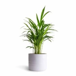 Hadleigh Plant Pot - White 20 Hadleigh Plant Pot - White -Indoor Plants Store Chrysalidocarpus lutescens Areca Palm 14x50cmHadleigh Plant Pot White 20x17.5cm