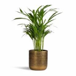 Solis Embossed Plant Pot - Gold -Indoor Plants Store Chrysalidocarpus lutescens Areca Palm 17x55cm Solis Embossed Plant Pot Gold 18x18cm