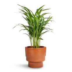 Chrysalidocarpus Lutescens - Areca Palm -Indoor Plants Store Chrysalidocarpus lutescens Areca Palm 17x70cm Aries Handles Plant Pot Bright Rust 19x20cm 4c0c4e57 9b24 437f bf2c a0a190b2b38e