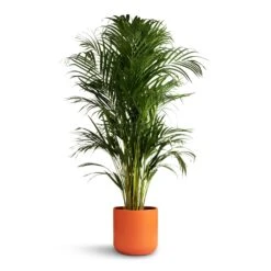 Chrysalidocarpus Lutescens - Areca Palm -Indoor Plants Store Chrysalidocarpus lutescens Areca Palm 21x100cm Lisbon Plant Pot Coral 24x24cm 6fad2e4a 5594 47da 8d81 916478e98a1f