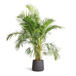 Chrysalidocarpus Lutescens - Areca Palm -Indoor Plants Store Chrysalidocarpus lutescens Areca Palm 21x100cm Patt Plant Pot Black Washed 34x29cm