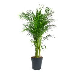 Chrysalidocarpus Lutescens - Areca Palm -Indoor Plants Store Chrysalidocarpus lutescens Areca Palm 24cm