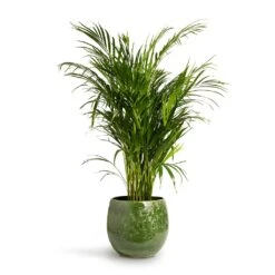 Chrysalidocarpus Lutescens - Areca Palm -Indoor Plants Store Chrysalidocarpus lutescens Areca Palm 24x120cm Aimee Plant Pot Pear 33x28cm