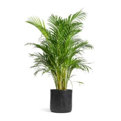 Chrysalidocarpus Lutescens - Areca Palm -Indoor Plants Store Chrysalidocarpus lutescens Areca Palm 24x120cm Raindrop Round Planter Anthracite 34x32cm