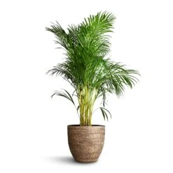 Chrysalidocarpus Lutescens - Areca Palm -Indoor Plants Store Chrysalidocarpus lutescens Areca Palm 27x150cm Cas Plant Pot Sahara 36x32cm