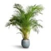 Chrysalidocarpus Lutescens - Areca Palm -Indoor Plants Store Chrysalidocarpus lutescens Areca Palm 27x150cm Ryan Plant Pot Blue Gold 36x32cm