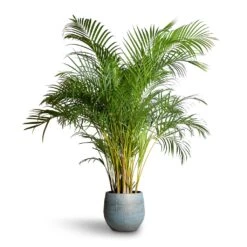 Ryan Plant Pot - Blue Gold -Indoor Plants Store Chrysalidocarpus lutescens Areca Palm 27x150cm Ryan Plant Pot Blue Gold 36x32cm 07618cfa abd0 4915 ad0e 2f379da84877